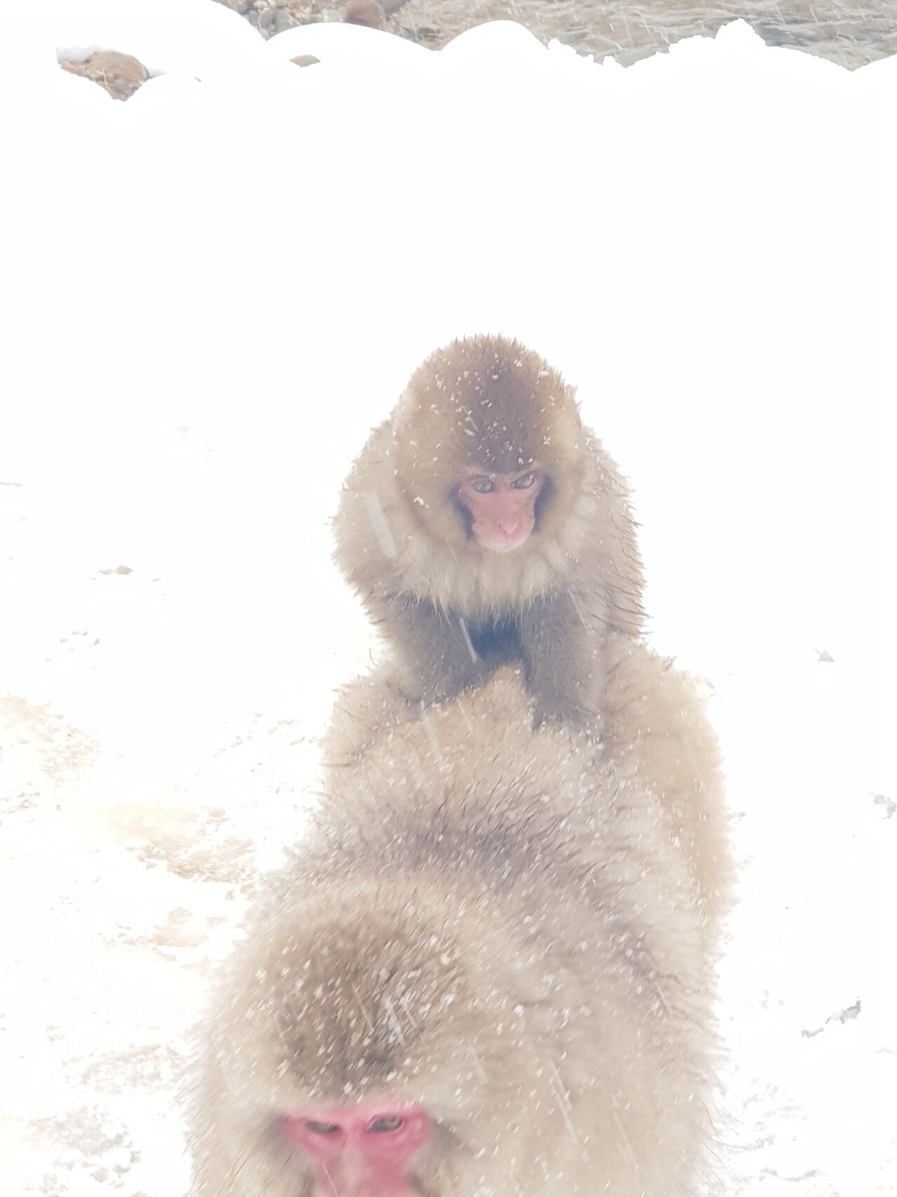20190131_142104.jpg 눈으로 덮인 겨울 니가타&나가노 여행기(2) (스압?)