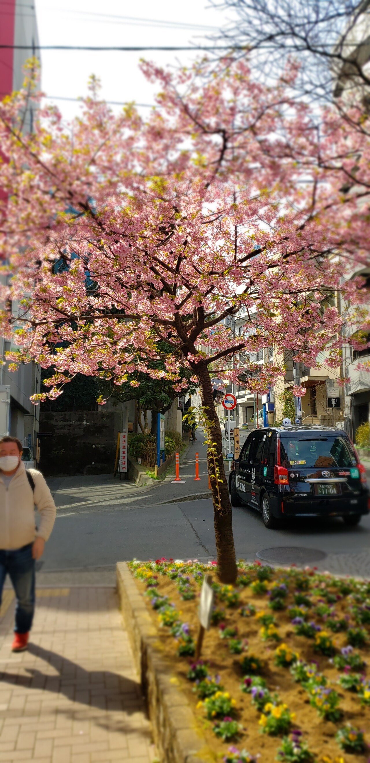 20210227_113051.jpg <도쿄 외노자> 봄날 기운 물씬 느껴지는 도쿄 길거리 풍경.jpg