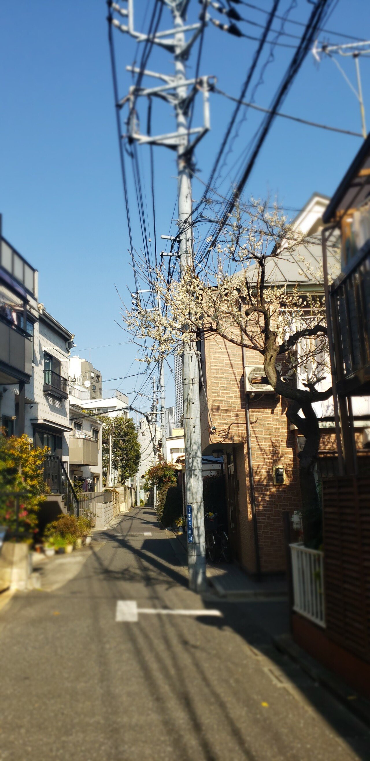 20210221_134916.jpg <도쿄 외노자> 봄날 기운 물씬 느껴지는 도쿄 길거리 풍경.jpg