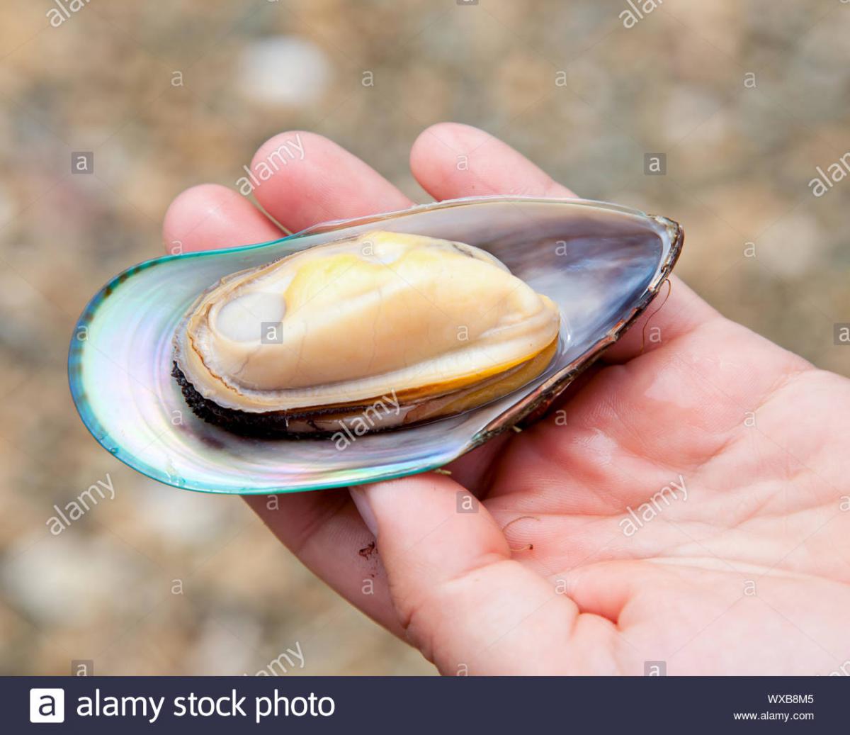 hand-holding-freshly-cooked-new-zealand-green-lipped-mussel-WXB8M5[1].jpg