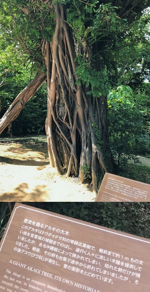 슈리성자이언트아카기나무.JPEG [씹스압] 오키나와 관광기 (2018.08월 말)