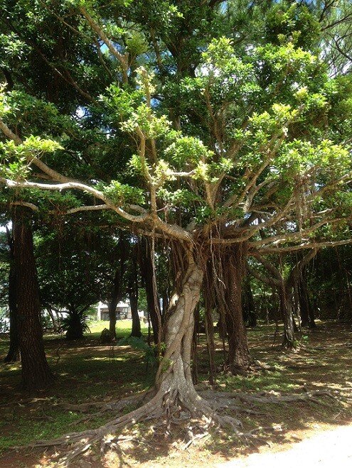 다마우돈가는길나무.JPG [씹스압] 오키나와 관광기 (2018.08월 말)