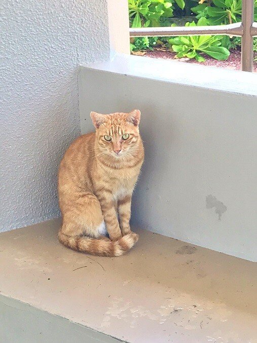 내가 쫒아낸 고양이.JPEG [씹스압] 오키나와 관광기 (2018.08월 말)