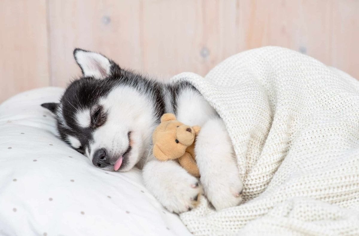 sleep-schedule-husky-puppy-scaled.jpeg