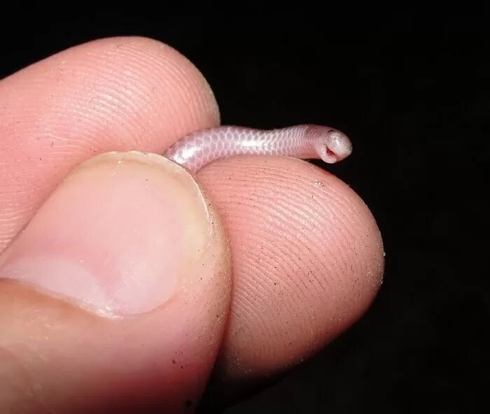 img_20210118091943_0971s6vc.webp.ren.jpg 세상에서 가장 작은 뱀은 얼마나 작을까?
