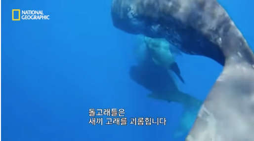 22.png 장애를 지닌 돌고래를 돌봐주는 향유 고래