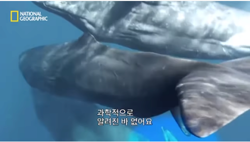 15.png 장애를 지닌 돌고래를 돌봐주는 향유 고래