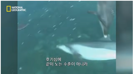 23.png 장애를 지닌 돌고래를 돌봐주는 향유 고래
