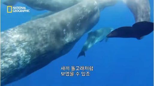 37.png 장애를 지닌 돌고래를 돌봐주는 향유 고래