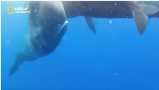 30.png 장애를 지닌 돌고래를 돌봐주는 향유 고래
