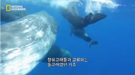 6.png 장애를 지닌 돌고래를 돌봐주는 향유 고래