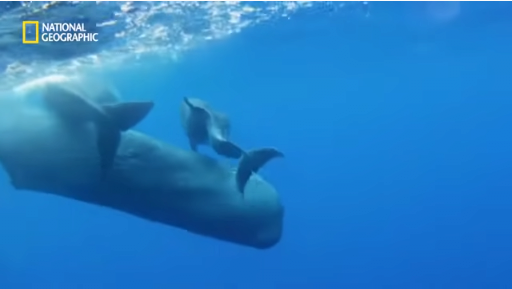 9.png 장애를 지닌 돌고래를 돌봐주는 향유 고래
