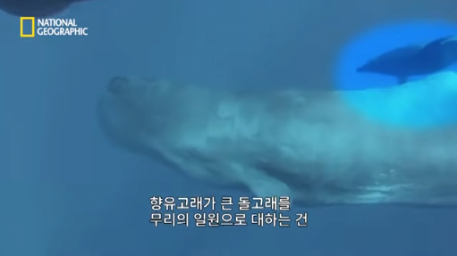 14.png 장애를 지닌 돌고래를 돌봐주는 향유 고래