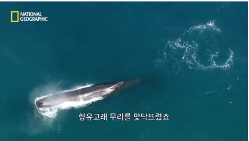 3.png 장애를 지닌 돌고래를 돌봐주는 향유 고래