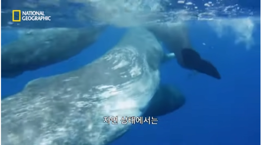 10.png 장애를 지닌 돌고래를 돌봐주는 향유 고래