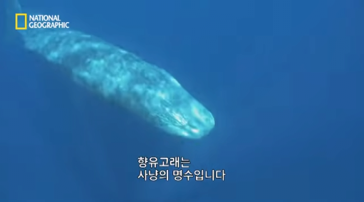 39.png 장애를 지닌 돌고래를 돌봐주는 향유 고래