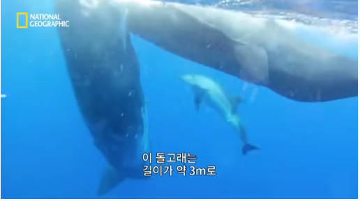 31.png 장애를 지닌 돌고래를 돌봐주는 향유 고래