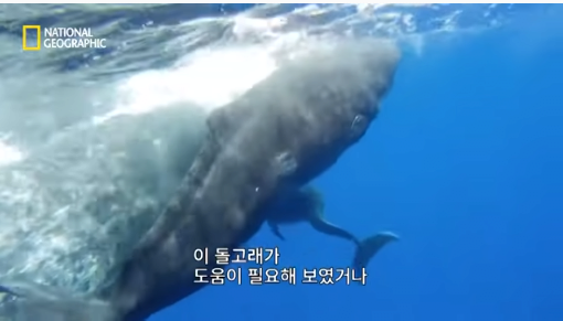 36.png 장애를 지닌 돌고래를 돌봐주는 향유 고래