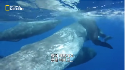 7.png 장애를 지닌 돌고래를 돌봐주는 향유 고래