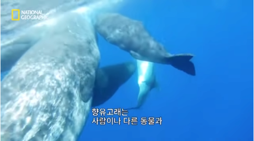 18.png 장애를 지닌 돌고래를 돌봐주는 향유 고래