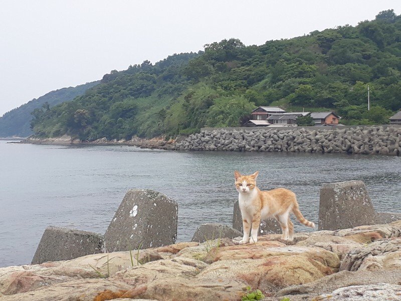 Internet_20211018_124510_17.jpeg (스압) 4년전에 간 에히메현 고양이섬