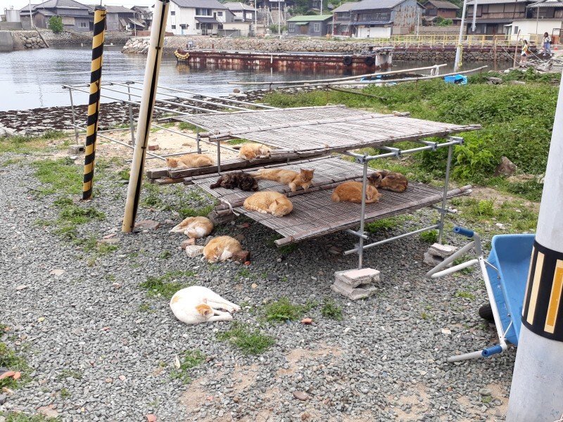 Internet_20211018_124510_16.jpeg (스압) 4년전에 간 에히메현 고양이섬