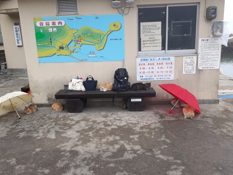 Internet_20211018_124510_20.jpeg (스압) 4년전에 간 에히메현 고양이섬