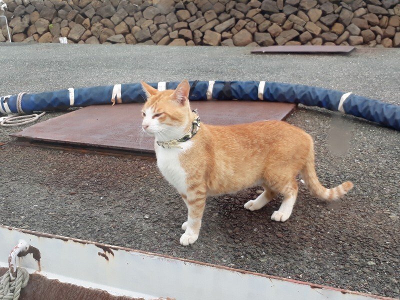 Internet_20211018_124510_4.jpeg (스압) 4년전에 간 에히메현 고양이섬