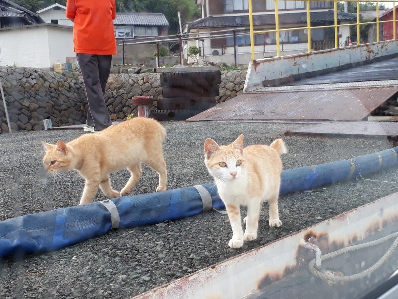 Internet_20211018_124510_22.jpeg (스압) 4년전에 간 에히메현 고양이섬