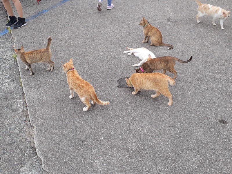 Internet_20211018_124510_7.jpeg (스압) 4년전에 간 에히메현 고양이섬