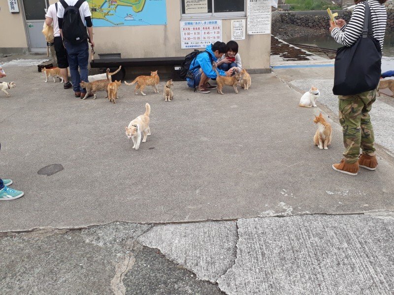 Internet_20211018_124510_6.jpeg (스압) 4년전에 간 에히메현 고양이섬