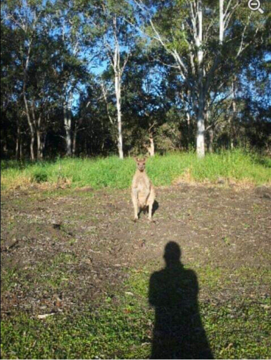 캥거루.jpg (스압) 포텐에서 호주 앵무새 보고 올리는 호주생활 당시 사진