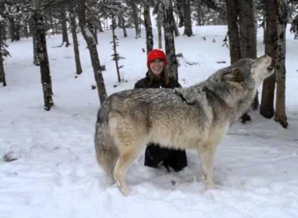 진짜 늑대를 만나 긴장한 시베리안 허스키1.jpg
