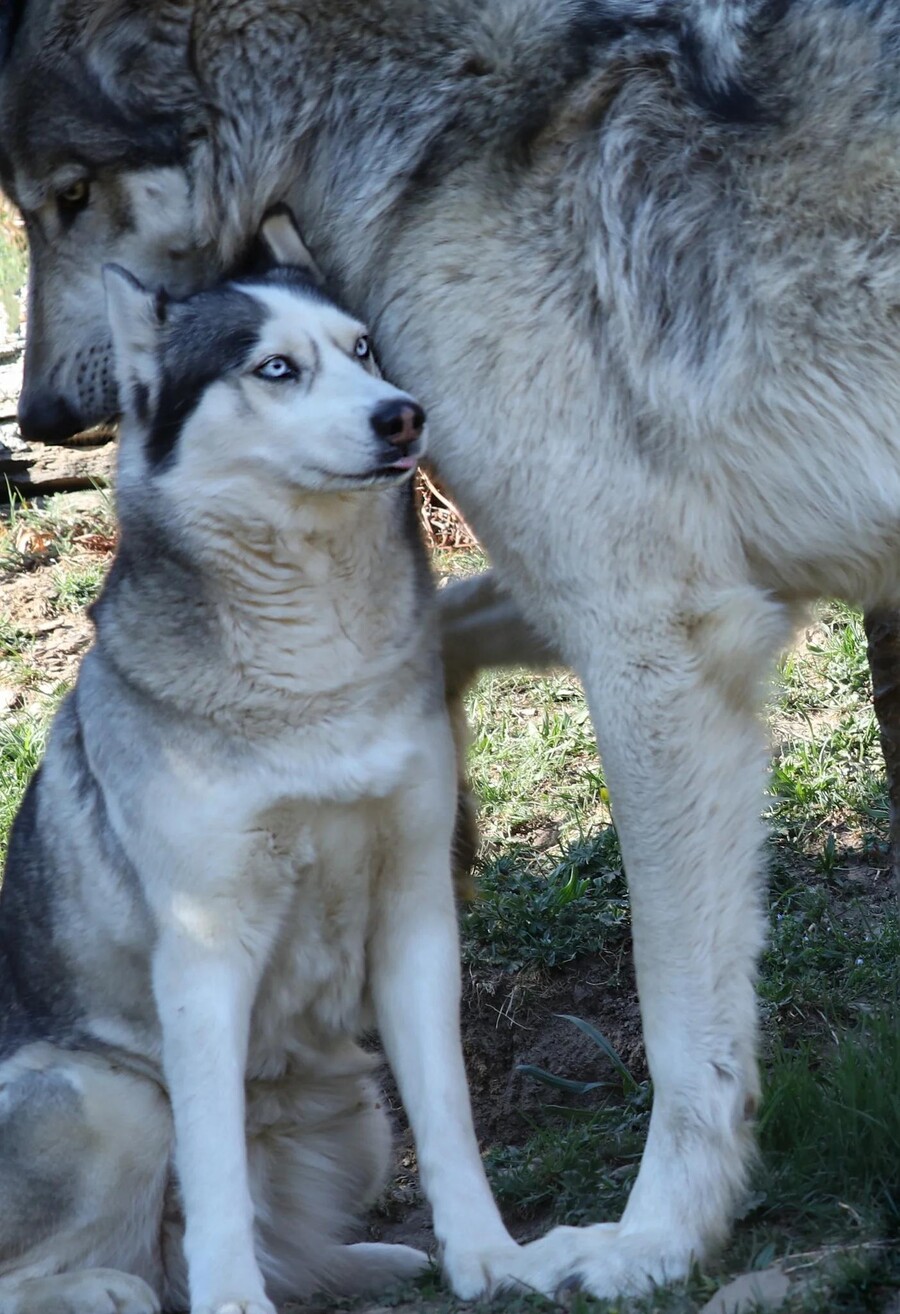 진짜 늑대를 만나 긴장한 시베리안 허스키.jpg