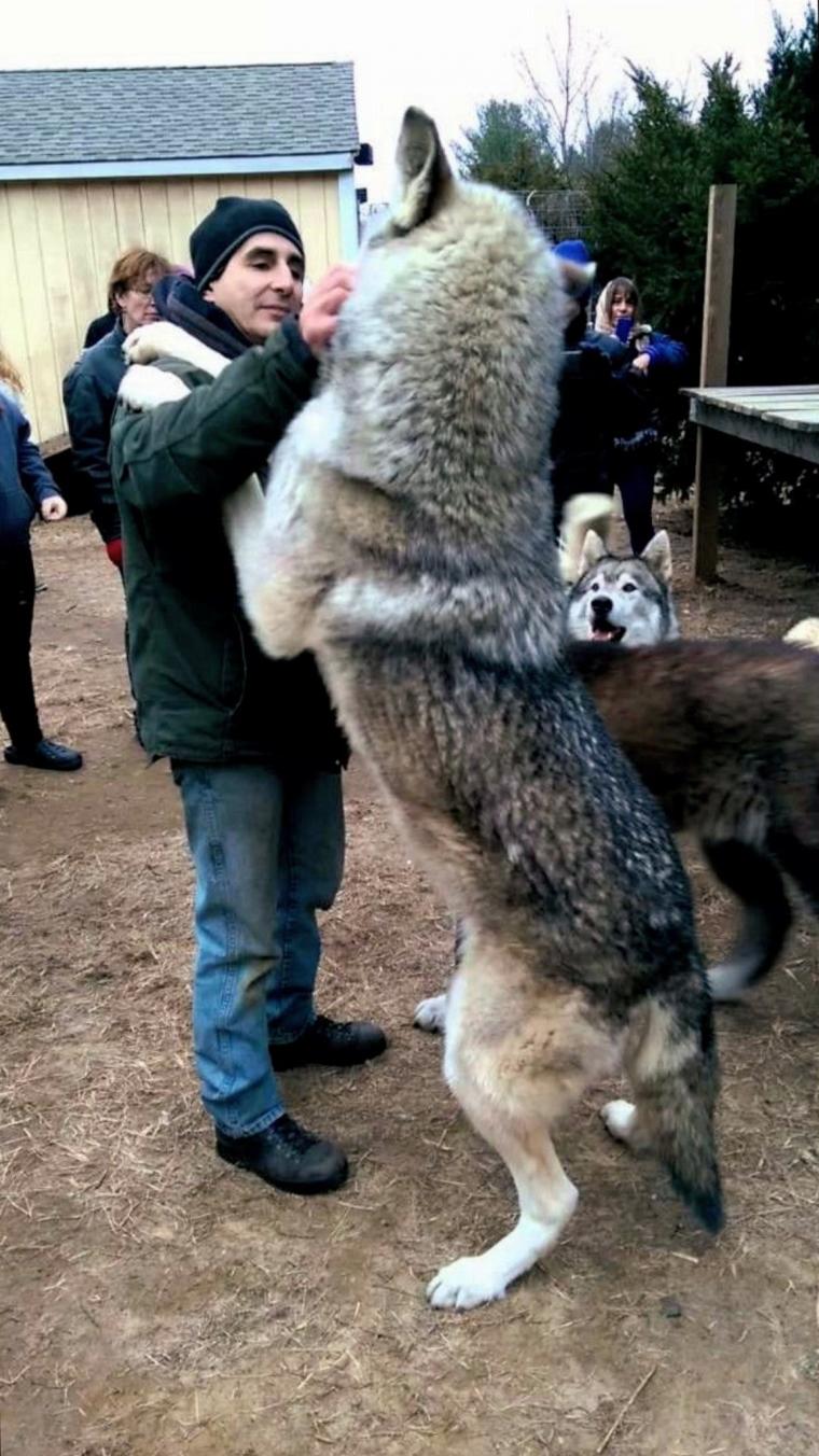 진짜 늑대를 만나 긴장한 시베리안 허스키3.jpg