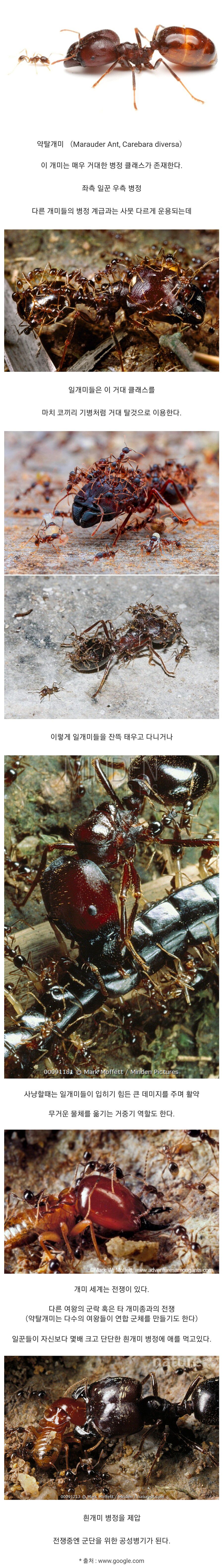거대 클래스를 운용하는 개미.jpg