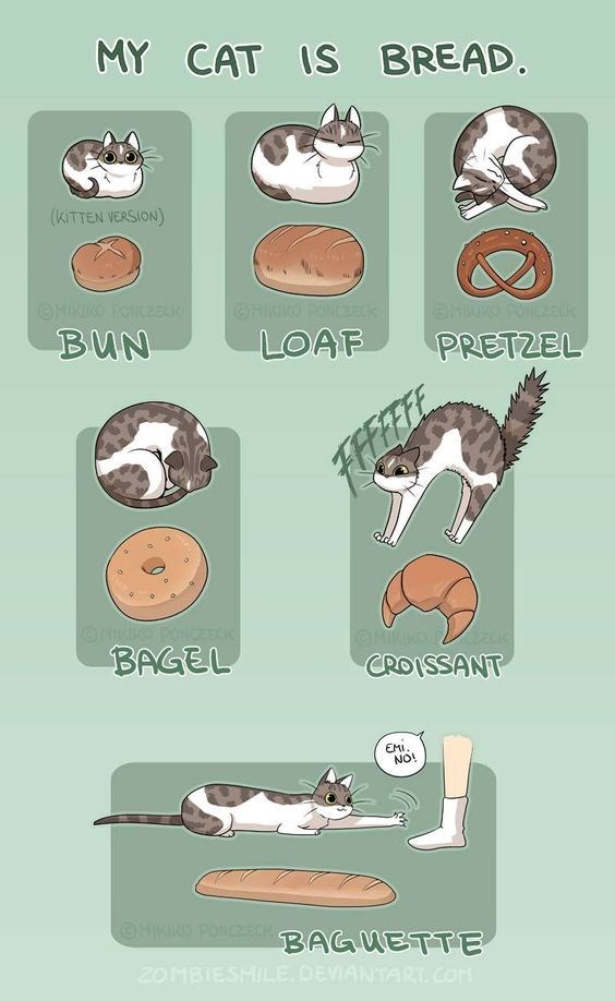 cat-bread-funny-animation.jpeg
