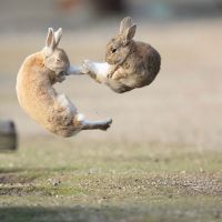 토끼들 싸움실력
