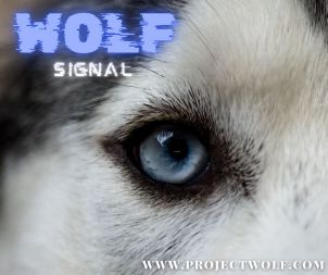 PROJECT WOLF SIGNAL! (WOLFCOIN)