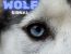 PROJECT WOLF SIGNAL! (WOLFCOIN)