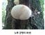이름이 완벽한 버섯