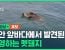 태안 앞바다에서 발견된 '수영하는 멧돼지'
