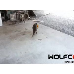 Hey get back my WOLFCOIN