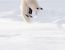 북극여우인척 하는 북극곰