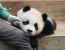 에버랜드가 중국에 매년 지불 하는 판다곰 임대료