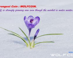 Strongest Coin : WOLFCOIN.