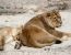인도 동물원 사자 9마리 코로나19 무더기 확진…한 마리는 죽어