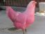 핑크에디션 닭