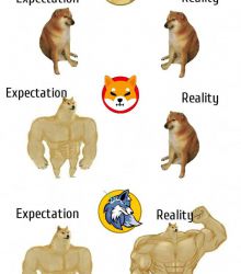 Expectation and Reality, WOLFCOIN