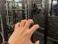 Wolf hand in the gym